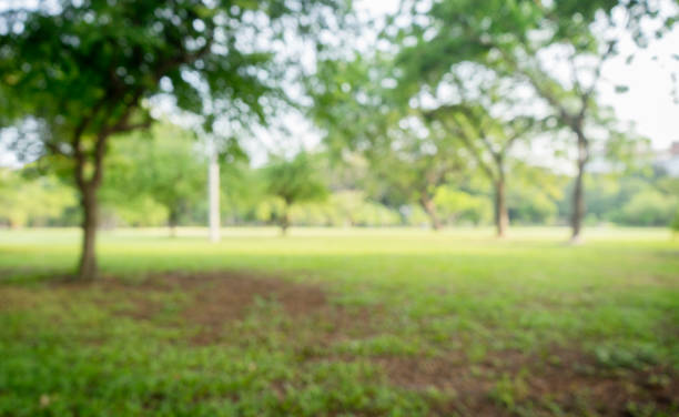 istock green grass field in big city park 684977880