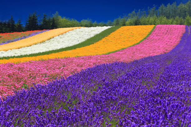 champs de fleurs d’été de hokkaido - japanese culture landscape landscaped ornamental garden photos et images de collection