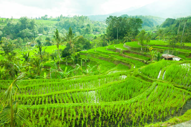 istock Rise terraces in Bali, Indonesia 684984286
