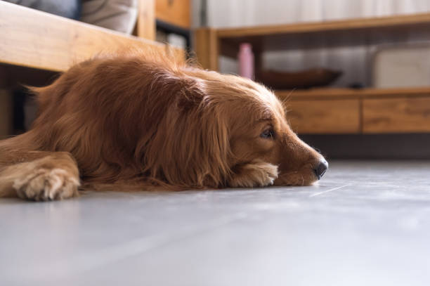 istock Golden Retriever to lie on the ground 684984598