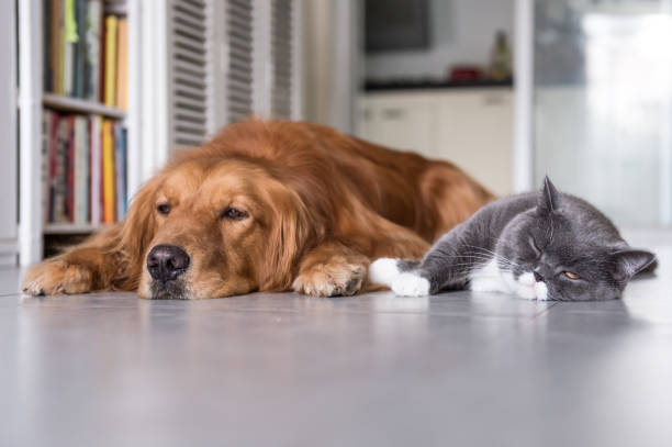 istock British cat and Golden Retriever 684984604