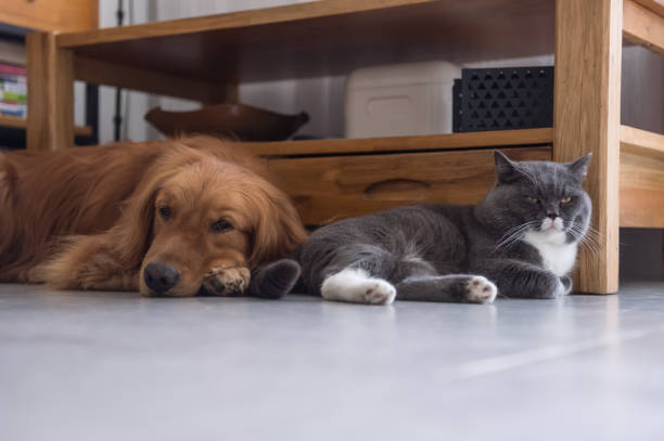 istock British cat and Golden Retriever 684984612