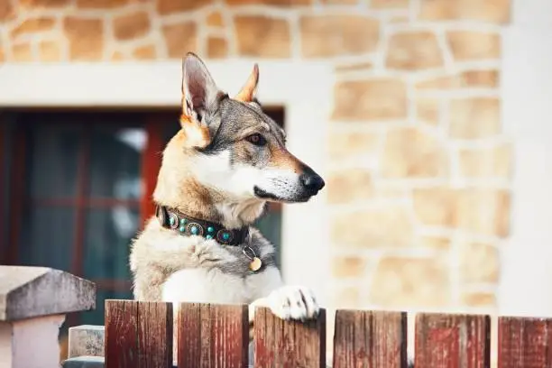 Beware of the dog. Czechoslovakian wolfdog behind the fence of the house.