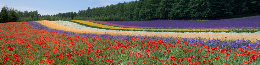 Hokkaido Summer Flower Fields
