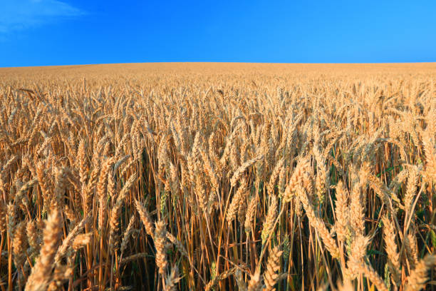 A Rice Field in hokkaido , Japan