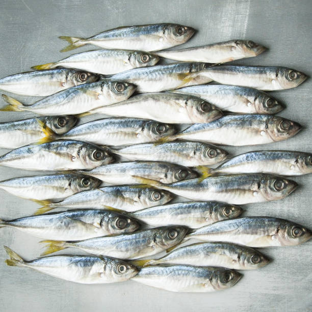 istock Freshraw sea fish on grey shabby background. 685002898