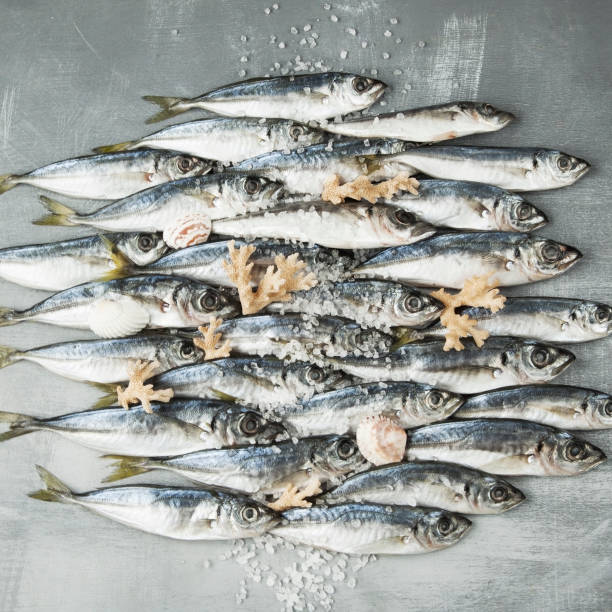 Fresh raw sea fish covered with salt, corals and seashells on grey shabby background.