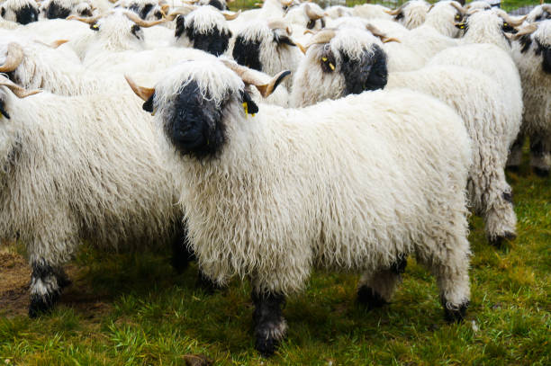 istock Valias Blacknose Sheep in Zermatt Switzerland. 685006124