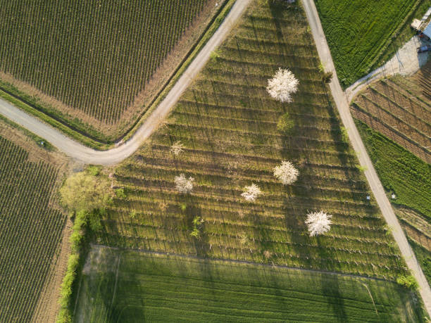 istock Cherry Tree on cultivated land from Above At Sunrise 685006330