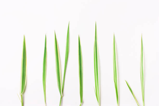 istock Green grass in a row on a white background 685009970