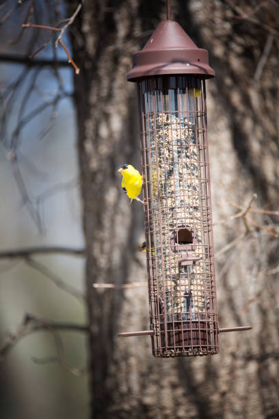 istock American Goldfinch 685009978