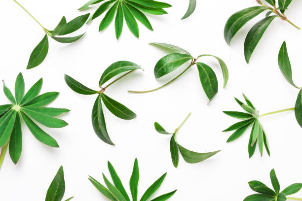 istock Abstract pattern of green leaves, plants 685010116
