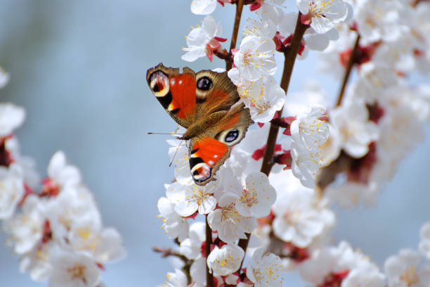 istock Apricot blossoms with butterfly. 685010188