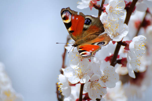 istock Apricot blossoms with butterfly. 685010208