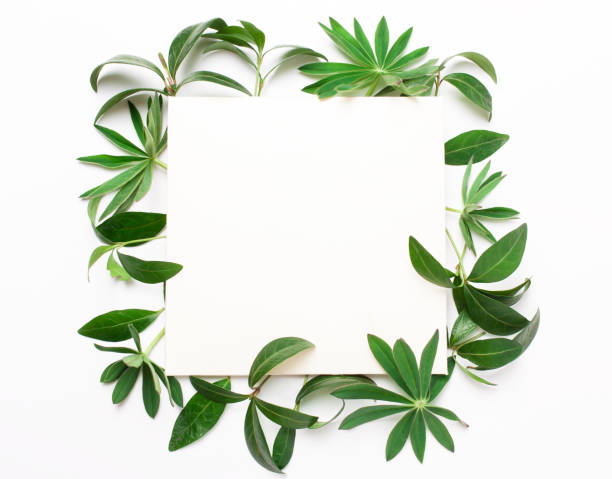istock Frame of green leaves, plants 685010274