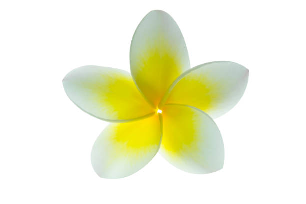 istock Frangipani flower or plumeria isolated on white . Clipping path. 685010328
