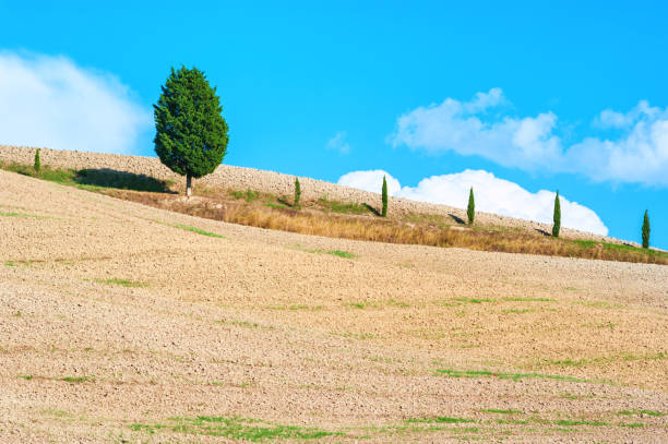 Cypress tree on the hillside, Tuscany Italy