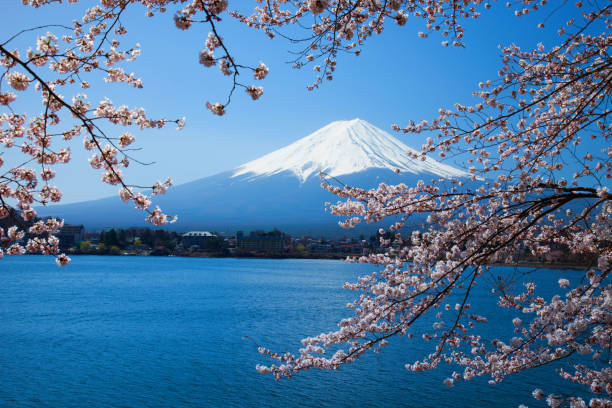 istock Beautiful cherry blossoms with Mount Fuji, japan 685010844