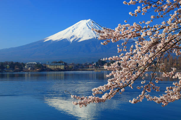 istock Beautiful cherry blossoms with Mount Fuji, japan 685014452