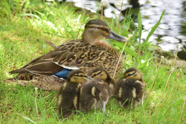 istock Female Mallard duck and three chick at the water's edge 685014472