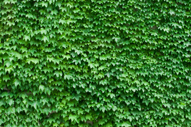 paredes cubiertas con un gran número de wild hojas de vid - wild vine fotografías e imágenes de stock