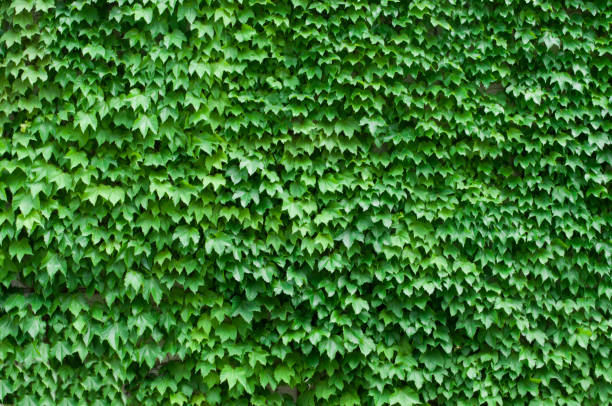muro coperto da un numero enorme di foglie di vite selvatiche - ivy wall green vine foto e immagini stock