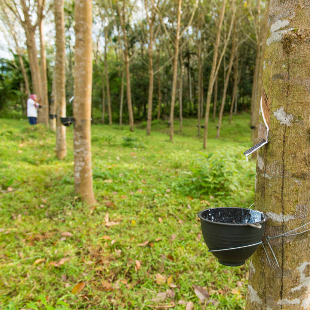 istock Lady worker people working and tapping rubber tree with cup rubber tree row agricultural 685014742