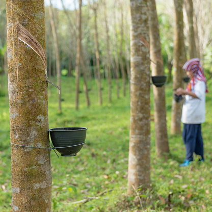 Lady worker people working and tapping rubber tree with cup rubber tree row agricultural, green leaves background,agriculture in southeast asia.