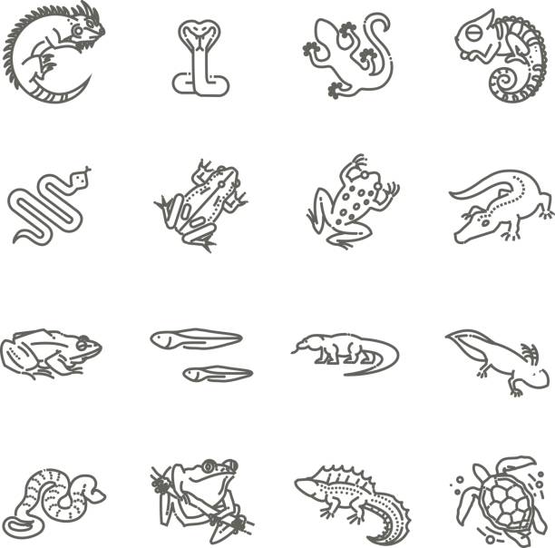illustrations, cliparts, dessins animés et icônes de reptiles et amphibiens jeu d’icônes. ligne design - reptile