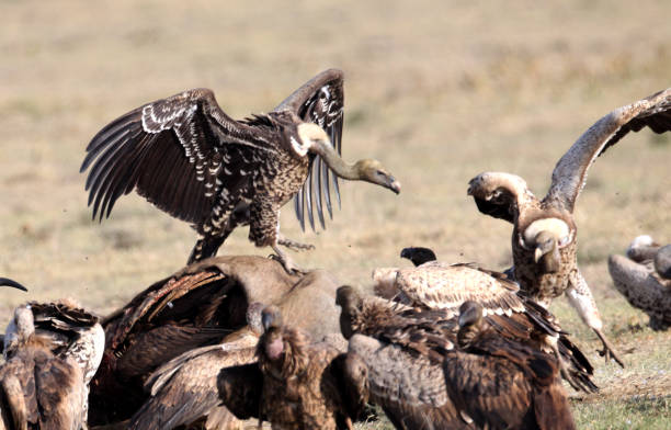 vultures - picking a fight fotografías e imágenes de stock