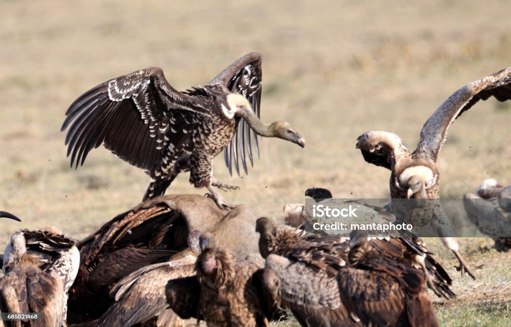 Vultures Vultures fighting Fighting Stock Photo
