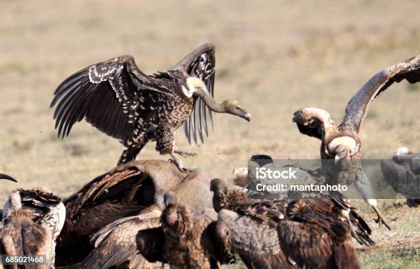 Vultures Stock Photo - Download Image Now - Fighting, Hyena, Africa
