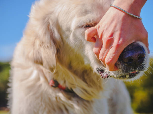 istock Human hand trying to open dog mouth 685021722