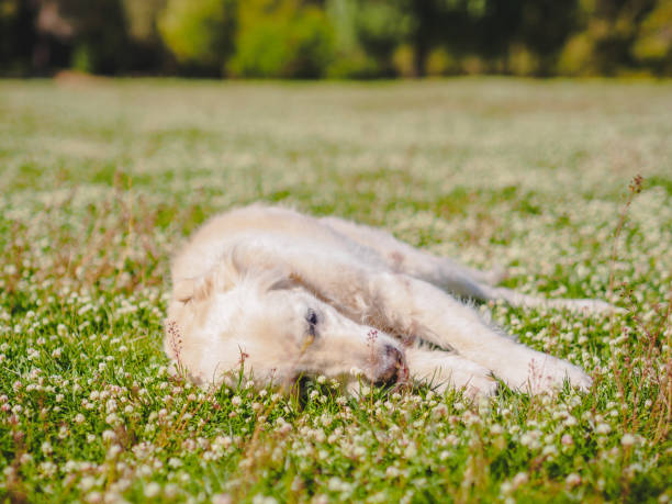 istock White Golden Retriever sleeping on a field covered with white flowers 685021802