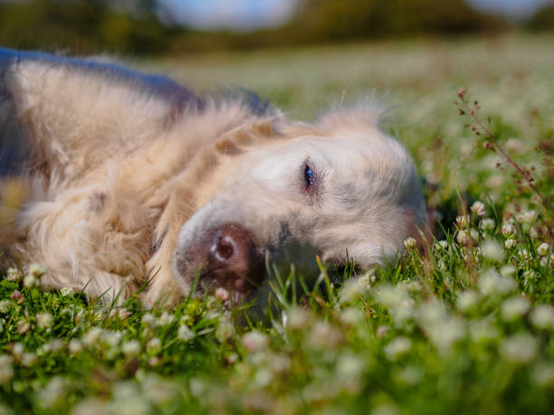 istock White Golden Retriever sleeping on a field covered with white flowers 685021850