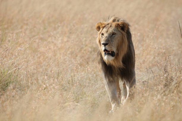 istock Male lion yawning 685031198
