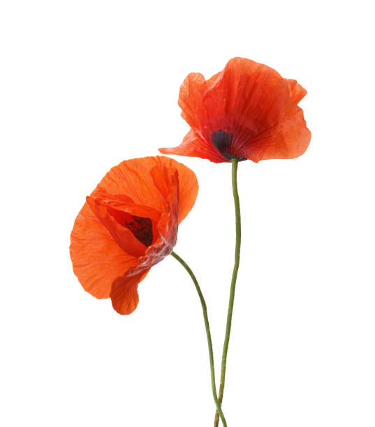 istock Two red poppies isolated on white background. 685040036