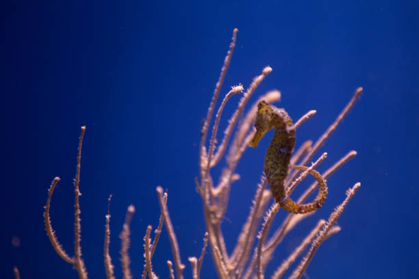istock Sea horse in aquarium 685040150