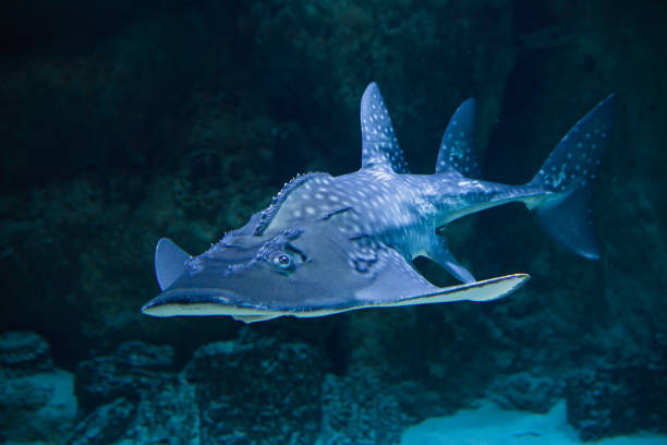 istock Shark sea angel 685040166