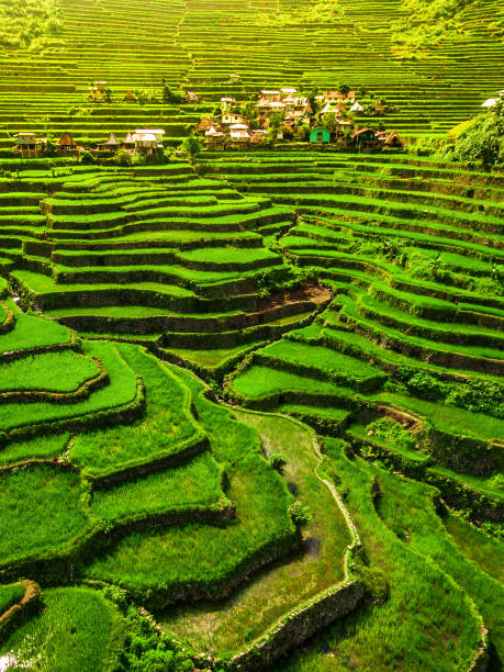 3,200+ Rice Terraces Philippines Photos Stock Photos, Pictures & Royalty- Free Images - iStock