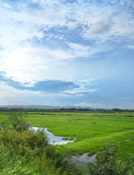 istock Beautiful Green Rice Field On Dramatic Blue Sky Background 685043064
