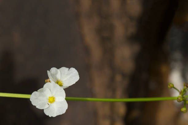 Ottelia alismoides flower or Hydrocharitaceae. garden tree.