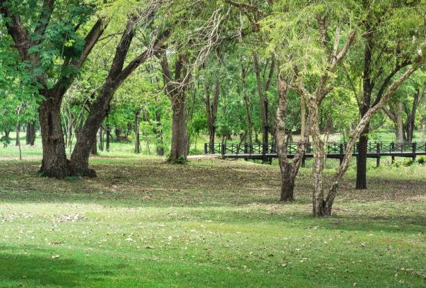 istock Beautiful Landscape At Si Thep Historical Park 685043360