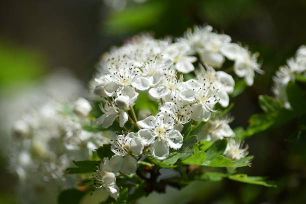istock Close up of white hawthorn blossom 685043438