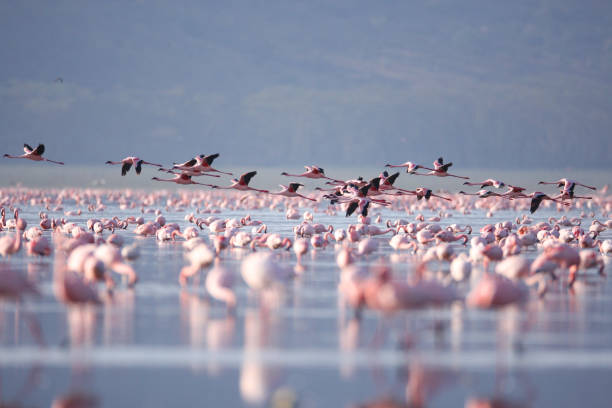 istock Flamingoes on Lake Nakuru 685043602