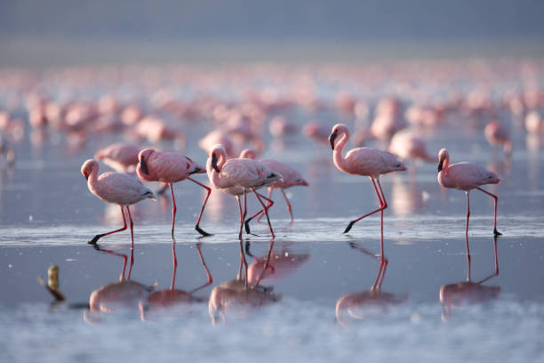 flamingos am nakuru-see - lake nakuru stock-fotos und bilder