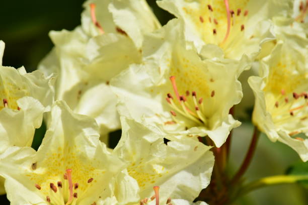 istock Butter-yellow azalea flowers 685043958
