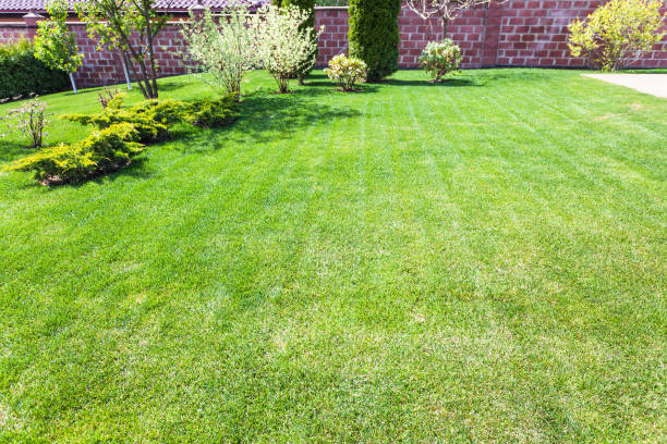 istock well-groomed lawn with decorative bushes 685043974