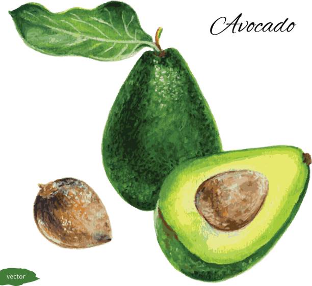 illustrazioni stock, clip art, cartoni animati e icone di tendenza di avocado, metà di avocado, semi di avocado, pittura ad acquerello disegnata a mano isolata su sfondo bianco, illustrazione vettoriale di avocado di frutta - avocado cross section vegetable seed