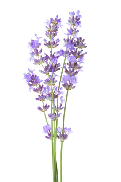 istock Few sprigs  of lavender isolated on white background. 685046200